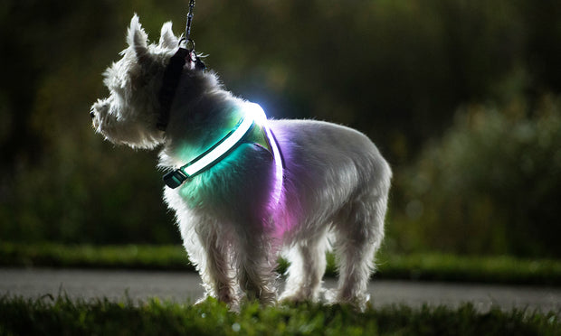 Light Hound
