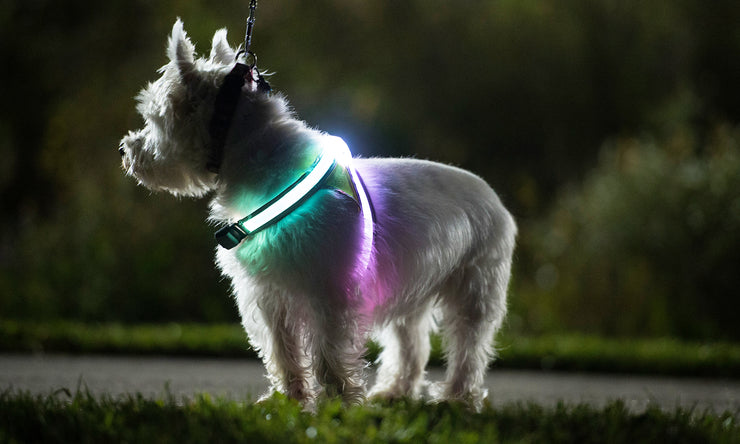 Light Hound